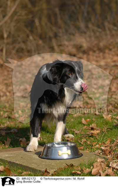 lying Border Collie / MR-02172