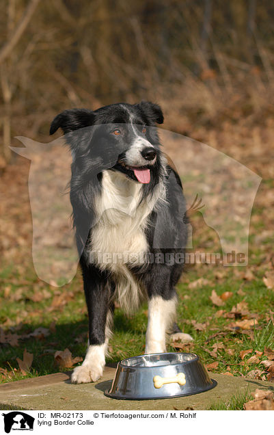 lying Border Collie / MR-02173