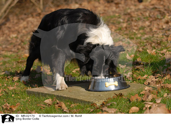 lying Border Collie / MR-02174