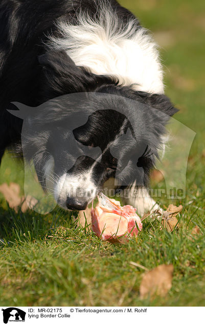 lying Border Collie / MR-02175