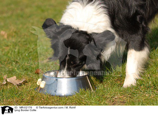 liegender Border Collie / lying Border Collie / MR-02176