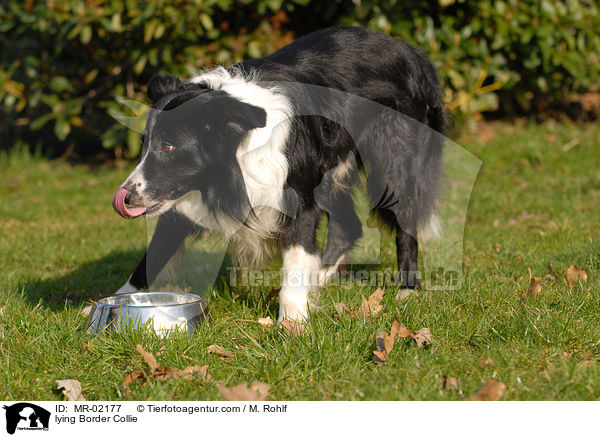 lying Border Collie / MR-02177