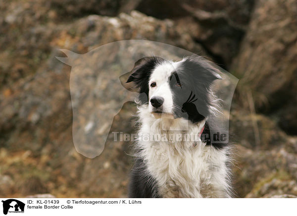 female Border Collie / KL-01439