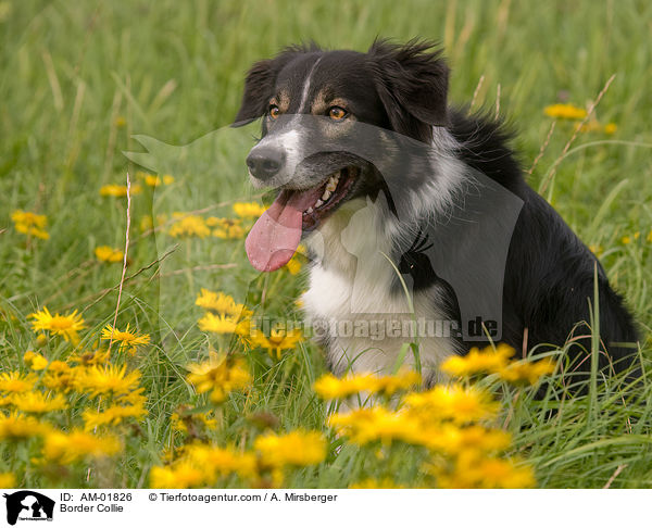 Border Collie / AM-01826