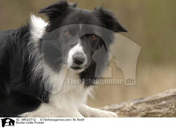 Border Collie Portrait / MR-02712