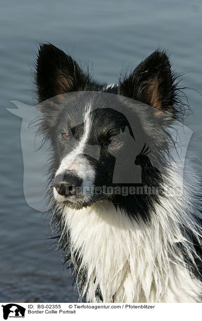 Border Collie Portrait / BS-02355
