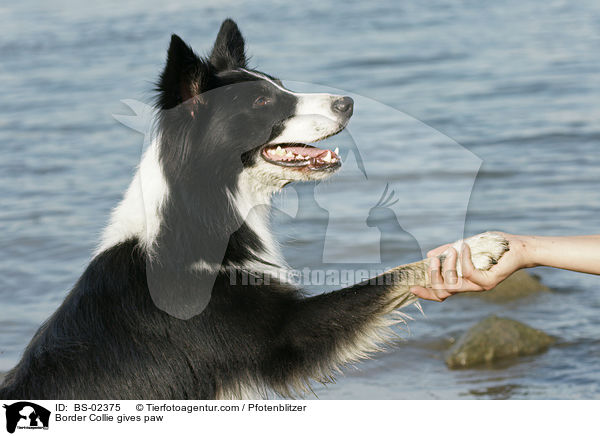 Border Collie gibt Pftchen / Border Collie gives paw / BS-02375