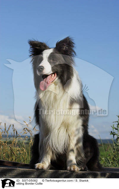 sitting Border Collie / SST-05082