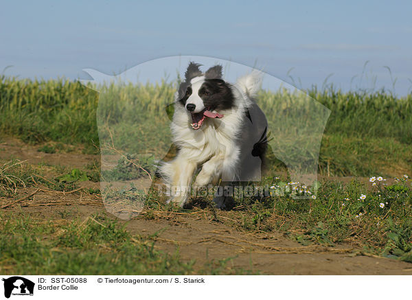Border Collie / SST-05088