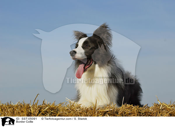 Border Collie / SST-05091