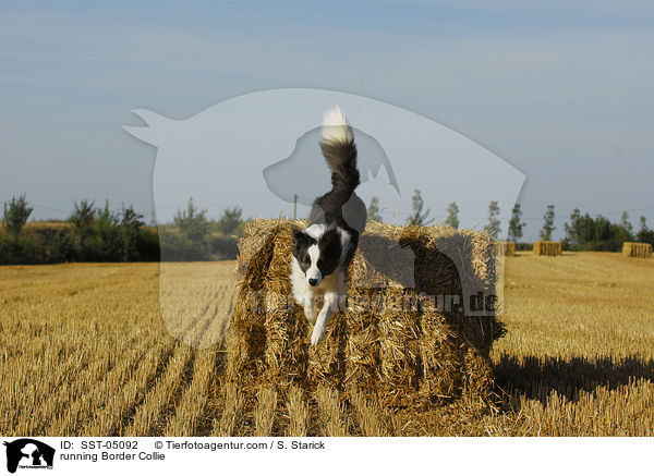 running Border Collie / SST-05092