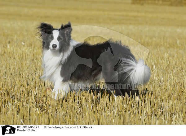 Border Collie / SST-05097