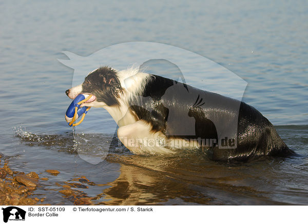 Border Collie / SST-05109