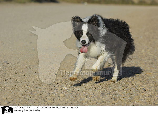 running Border Collie / SST-05110