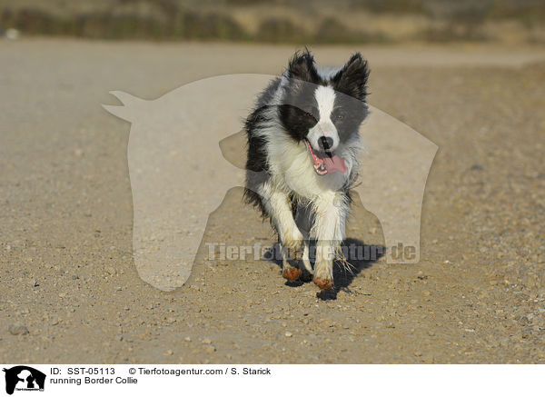 running Border Collie / SST-05113