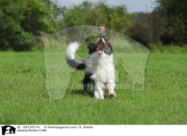 playing Border Collie / SST-05114