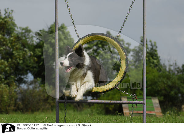 Border Collie at agility / SST-05117