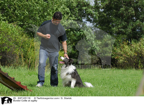 Border Collie at agility / SST-05118