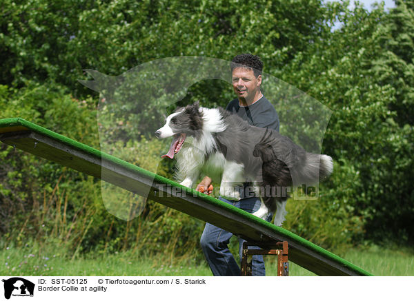 Border Collie at agility / SST-05125