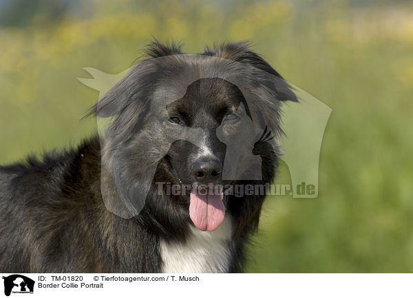 Border Collie Portrait / TM-01820