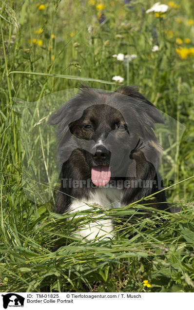 Border Collie Portrait / TM-01825