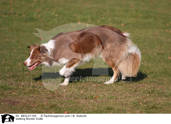 walking Border Collie / BES-01164