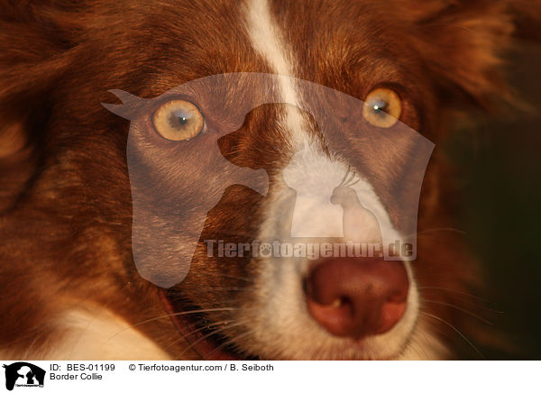 Border Collie / BES-01199