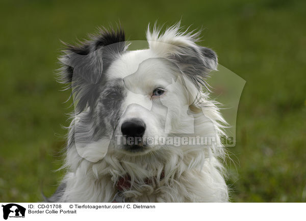 Border Collie Portrait / Border Collie Portrait / CD-01708