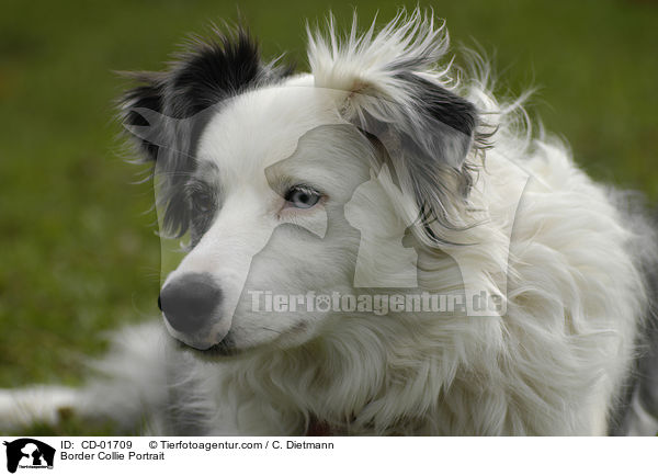 Border Collie Portrait / CD-01709