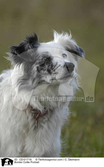 Border Collie Portrait / CD-01718