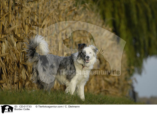 Border Collie / CD-01733
