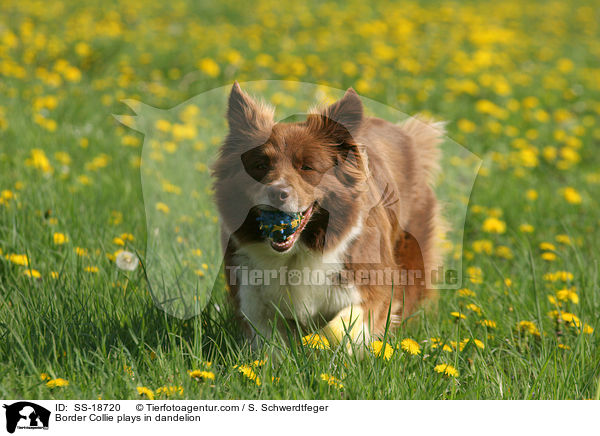 Border Collie plays in dandelion / SS-18720