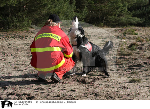 Border Collie Rettungshund / Border Collie / BES-01256