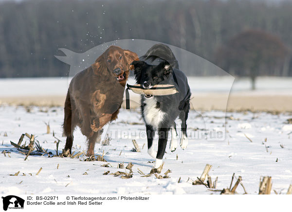 Border Collie and Irish Red Setter / BS-02971