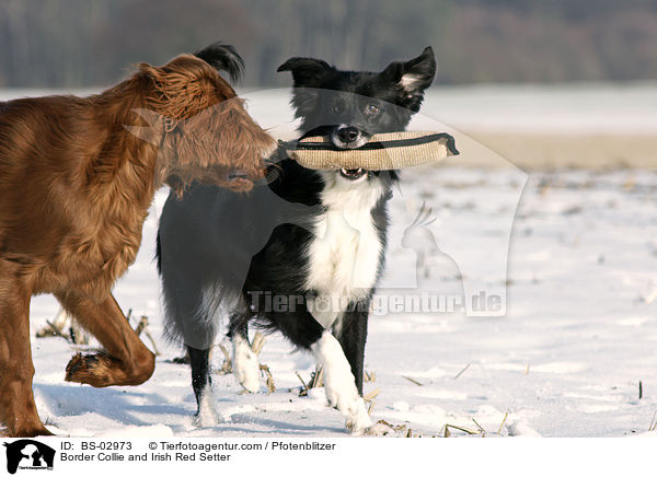 Border Collie and Irish Red Setter / BS-02973