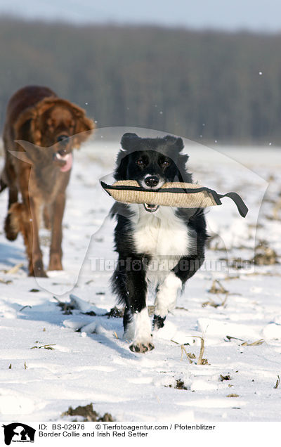 Border Collie and Irish Red Setter / BS-02976