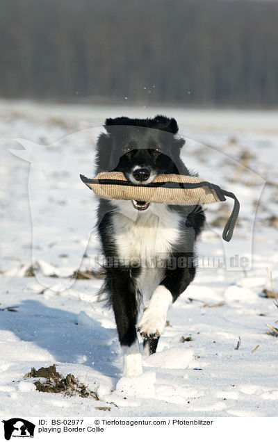 playing Border Collie / BS-02977