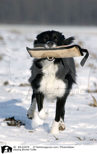 playing Border Collie / BS-02978