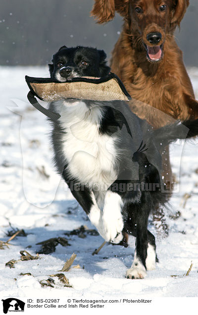 Border Collie and Irish Red Setter / BS-02987