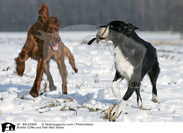 Border Collie and Irish Red Setter / BS-02990
