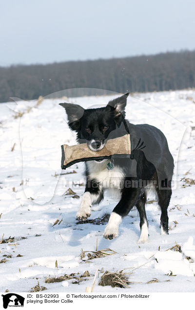 playing Border Collie / BS-02993