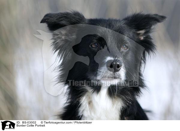 Border Collie Portrait / BS-03002