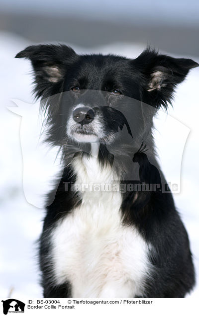 Border Collie Portrait / BS-03004