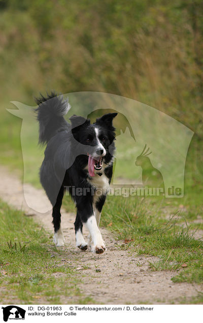 walking Border Collie / DG-01963