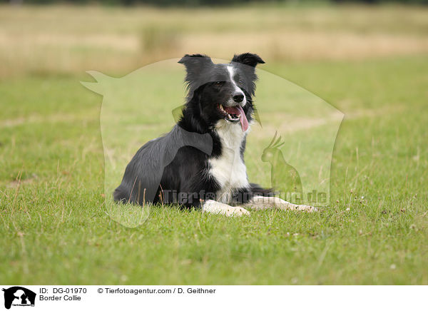 Border Collie / DG-01970