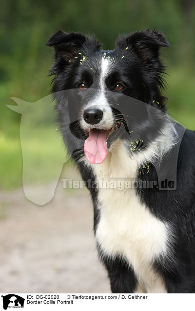 Border Collie Portrait / DG-02020
