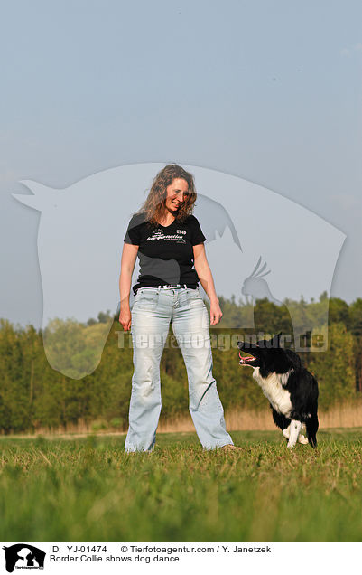 Border Collie shows dog dance / YJ-01474