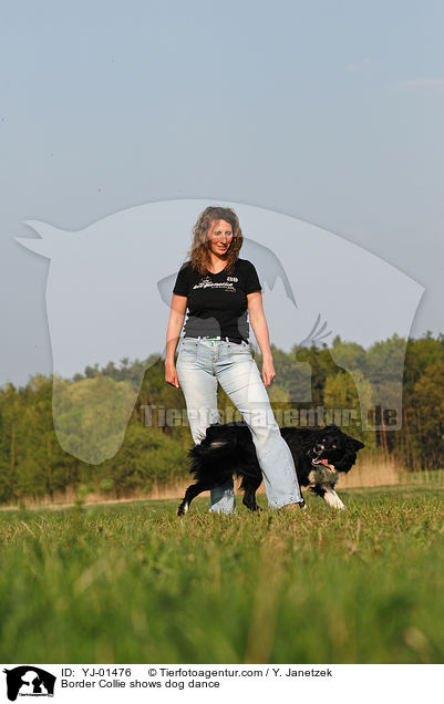 Border Collie beim Dog Dance / Border Collie shows dog dance / YJ-01476