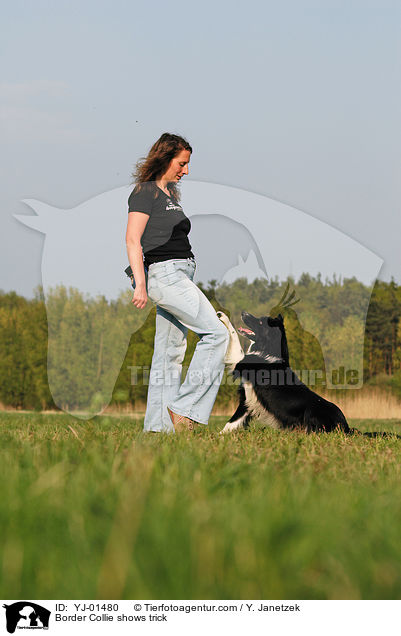 Border Collie zeigt Trick / Border Collie shows trick / YJ-01480
