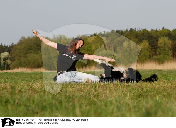 Border Collie beim Dog Dance / Border Collie shows dog dance / YJ-01481